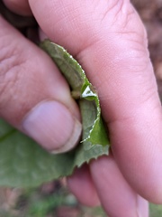 Lactuca