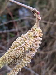 Corylus avellana