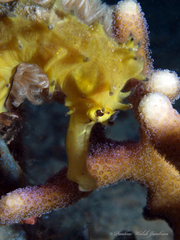 Hippocampus jayakari