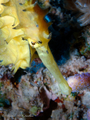 Hippocampus jayakari