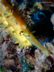 Hippocampus jayakari