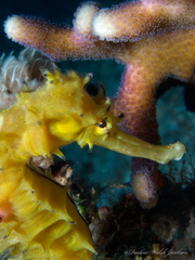 Hippocampus jayakari