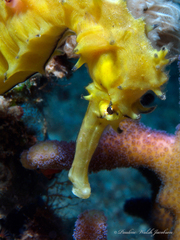 Hippocampus jayakari