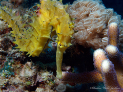 Hippocampus jayakari