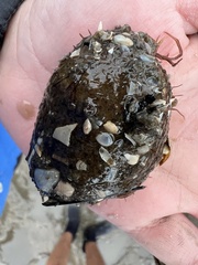 Sclerodactyla briareus