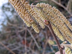 Corylus avellana