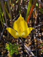 Disa tenuifolia