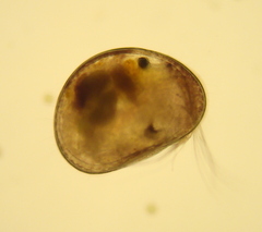 Podocopida