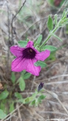 Petunia integrifolia