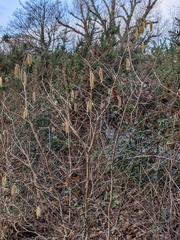 Corylus avellana