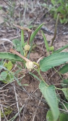 Aristolochia angustifolia