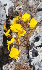 Disa tenuifolia