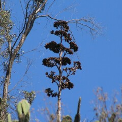 Agave salmiana