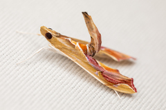 Agathodes monstralis