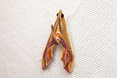 Agathodes monstralis