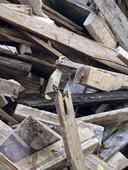 Heliconius charithonia