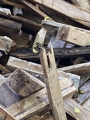 Heliconius charithonia