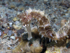 Hippocampus jayakari