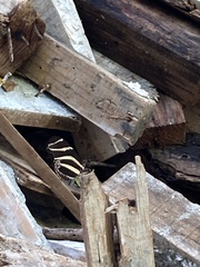 Heliconius charithonia