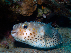 Cyclichthys spilostylus