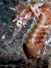 Hippocampus jayakari