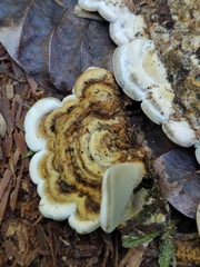 Auricularia mesenterica