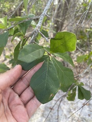 Quercus nigra