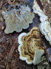 Auricularia mesenterica