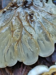 Auricularia mesenterica