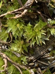 Physcomitrium pyriforme