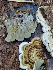 Auricularia mesenterica