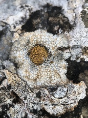 Pyrenodesmia chalybaea