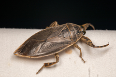 Lethocerus medius