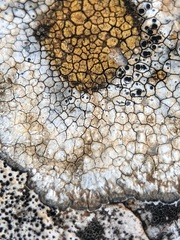 Pyrenodesmia chalybaea