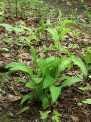 Bupleurum longiradiatum