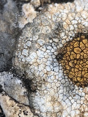 Pyrenodesmia chalybaea