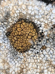 Pyrenodesmia chalybaea