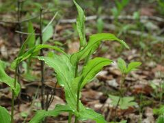 Bupleurum longiradiatum