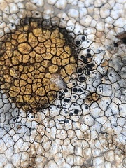 Pyrenodesmia chalybaea