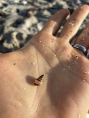 Bulimulus guadalupensis