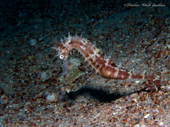 Hippocampus jayakari