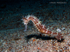 Hippocampus jayakari