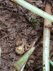 Xysticus verneaui