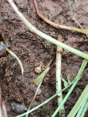 Xysticus verneaui