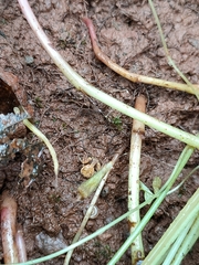 Xysticus verneaui