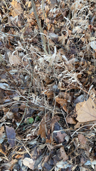 Chasmanthium latifolium