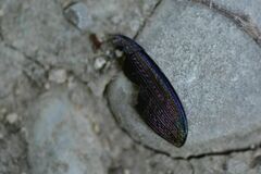 Carabus monilis
