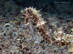 Hippocampus jayakari