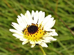Berkheya zeyheri