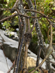 Dryocosmus asymmetricus